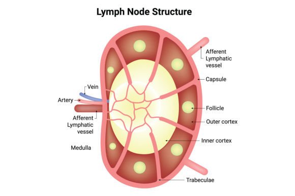 Download Lymph Node Structure Science Design - Premium Resources