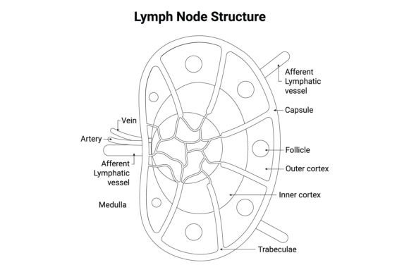 Download Lymph Node Structure Science Design - Premium Resources